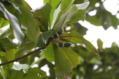 Terminalia procera
